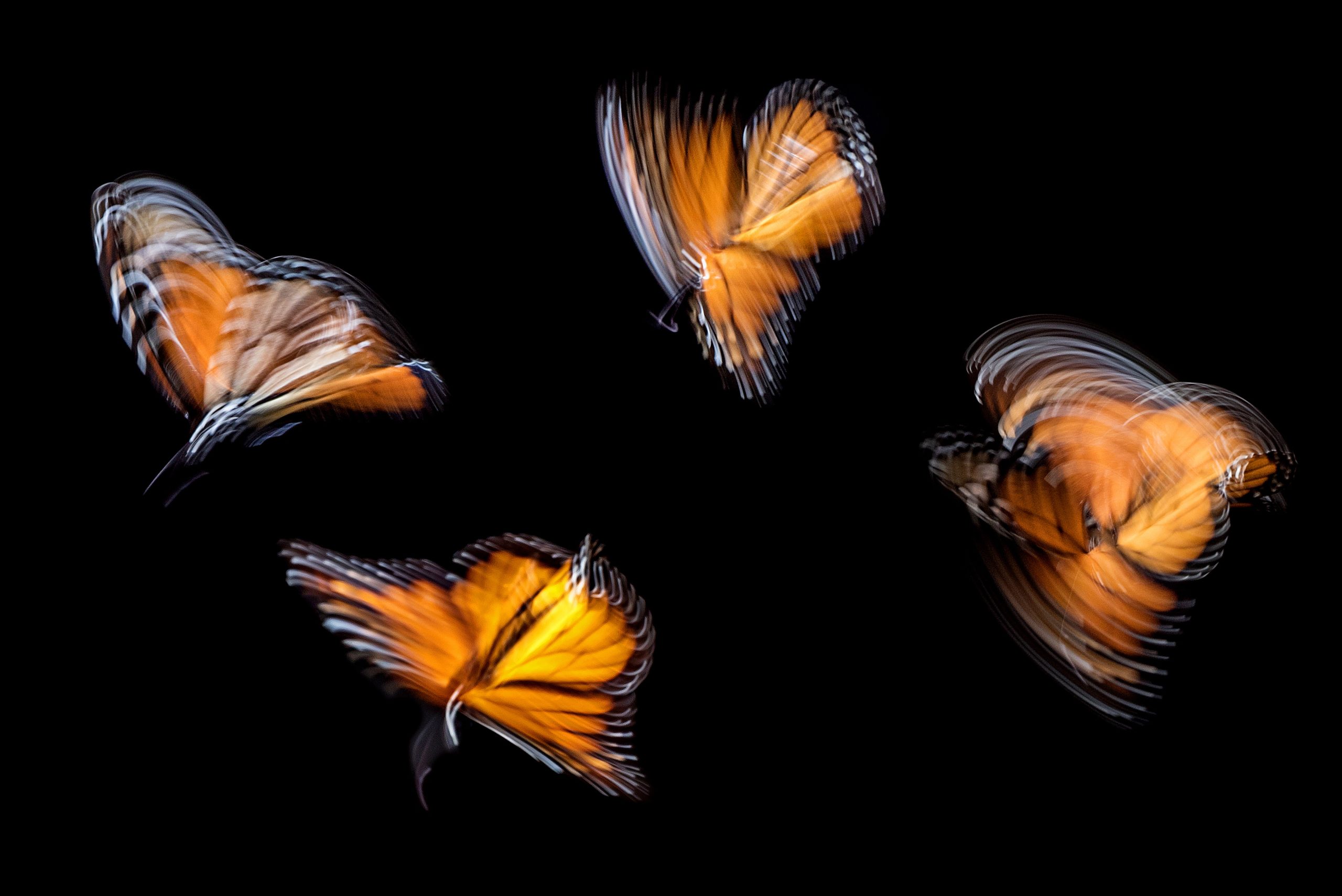 4 Motyle - Cztery fazy kompetencji
